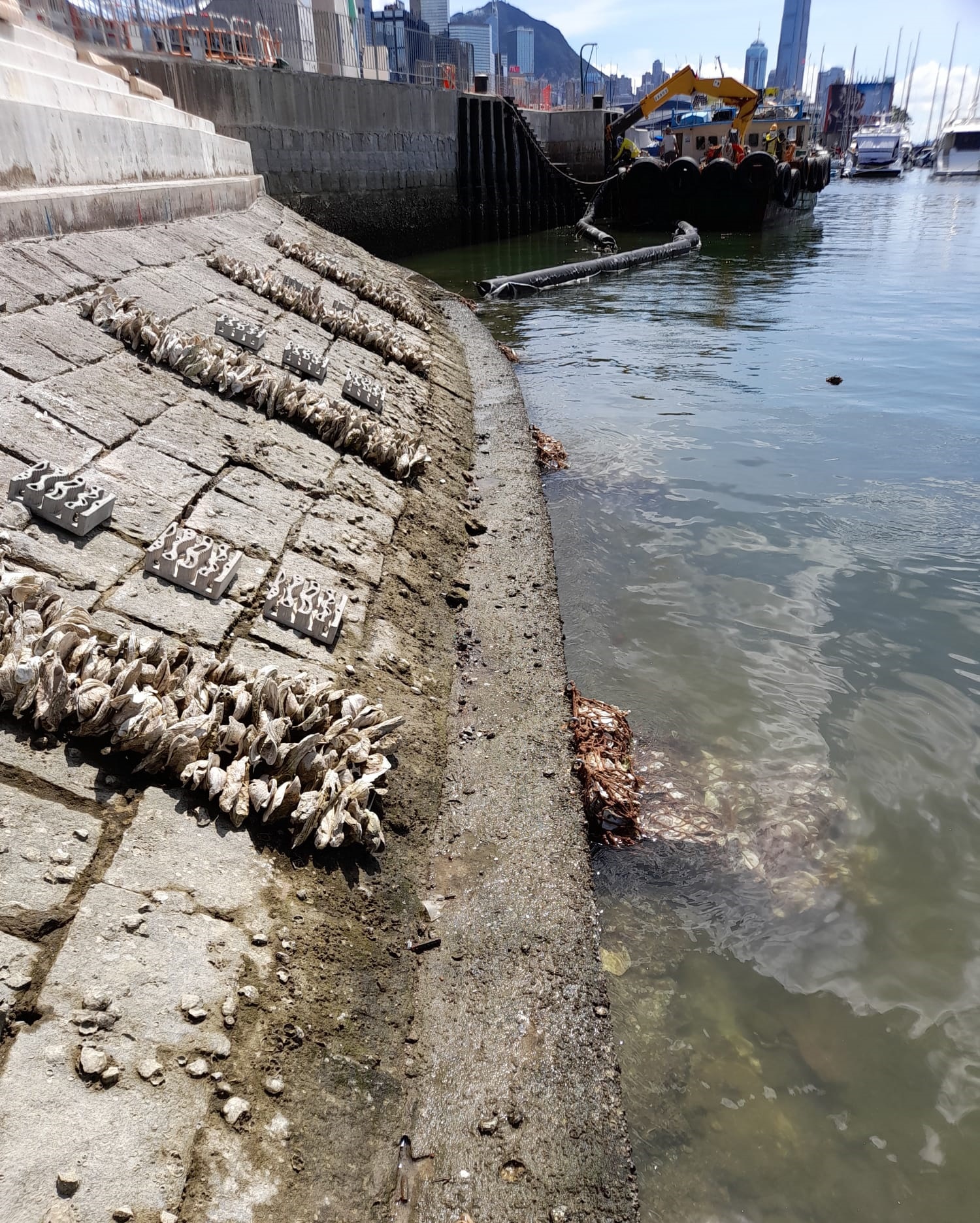 銅鑼灣避風塘傾斜式海堤上的「生態海堤」組件